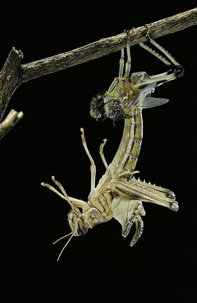 Detail of Schistocerca gregaria (desert locust) - emerging by Anonymous