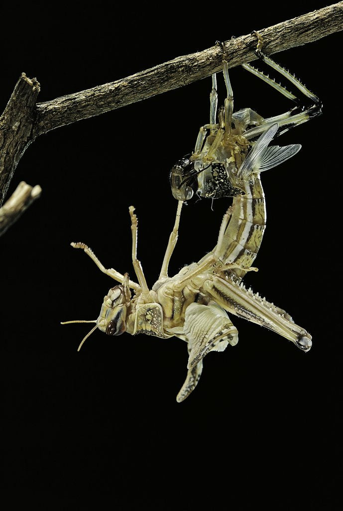 Detail of Schistocerca gregaria (desert locust) - emerging by Anonymous