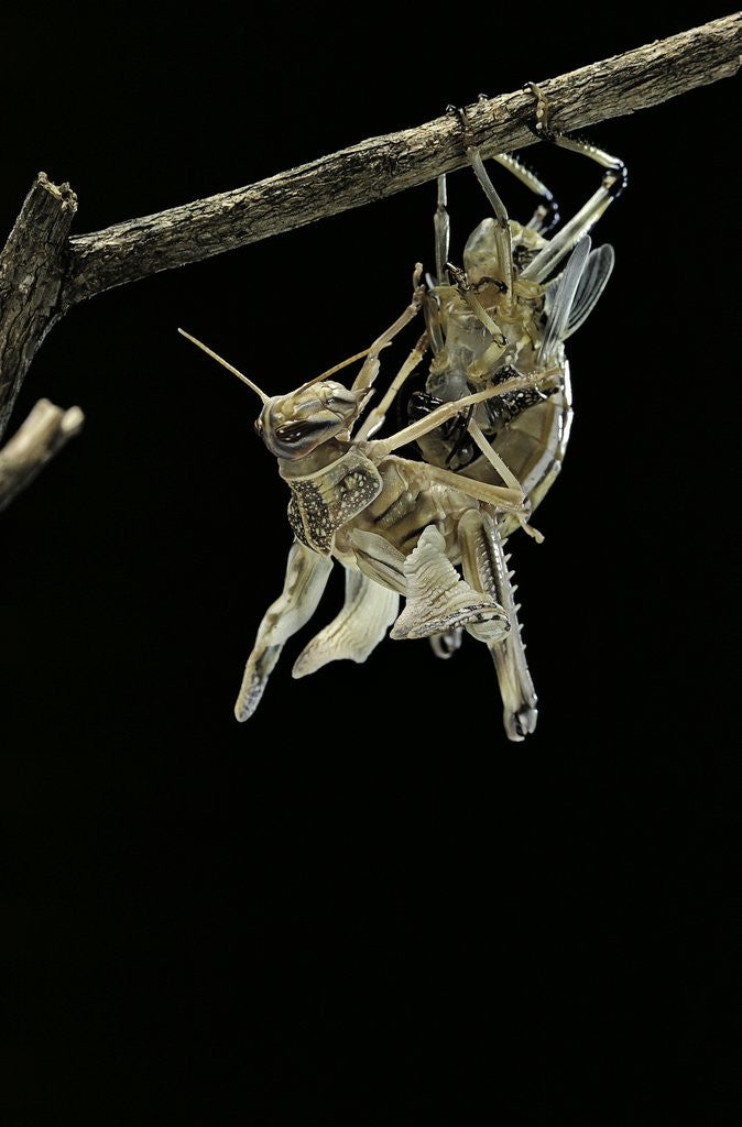 Detail of Schistocerca gregaria (desert locust) - emerging by Anonymous