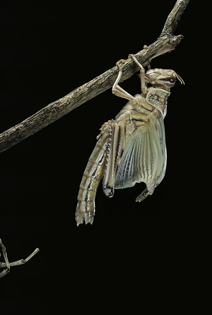 Detail of Schistocerca gregaria (desert locust) - emerging by Anonymous