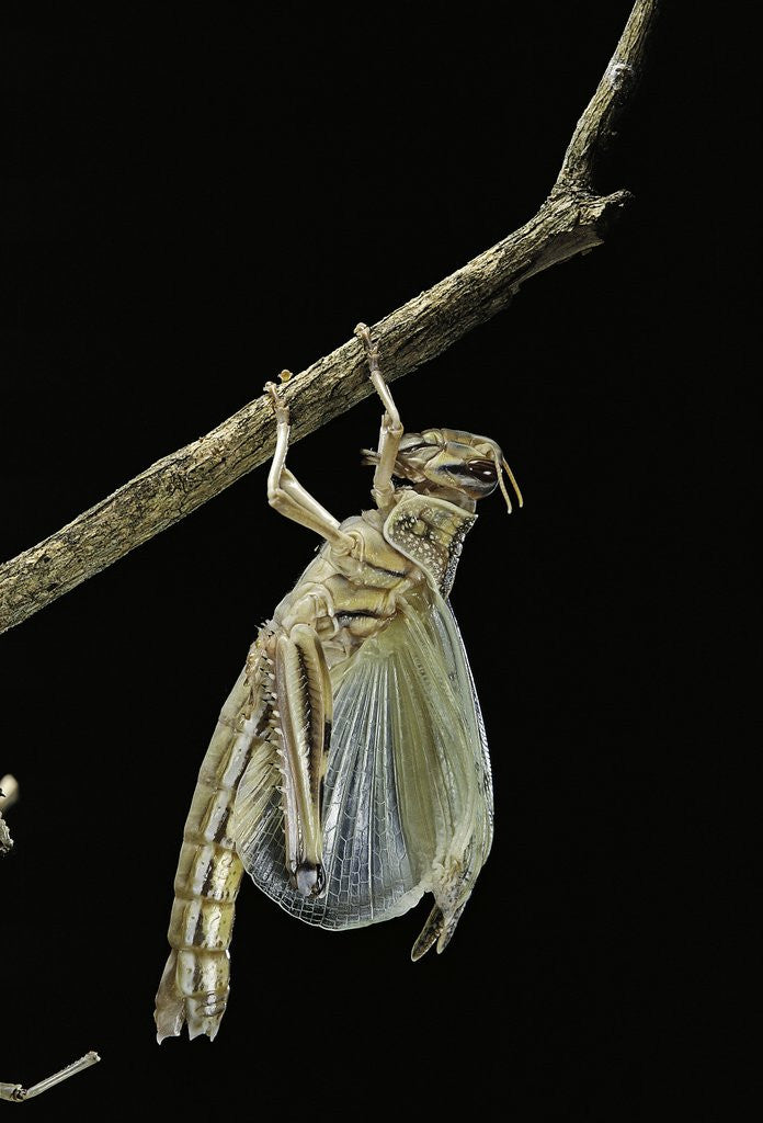 Detail of Schistocerca gregaria (desert locust) - emerging by Anonymous