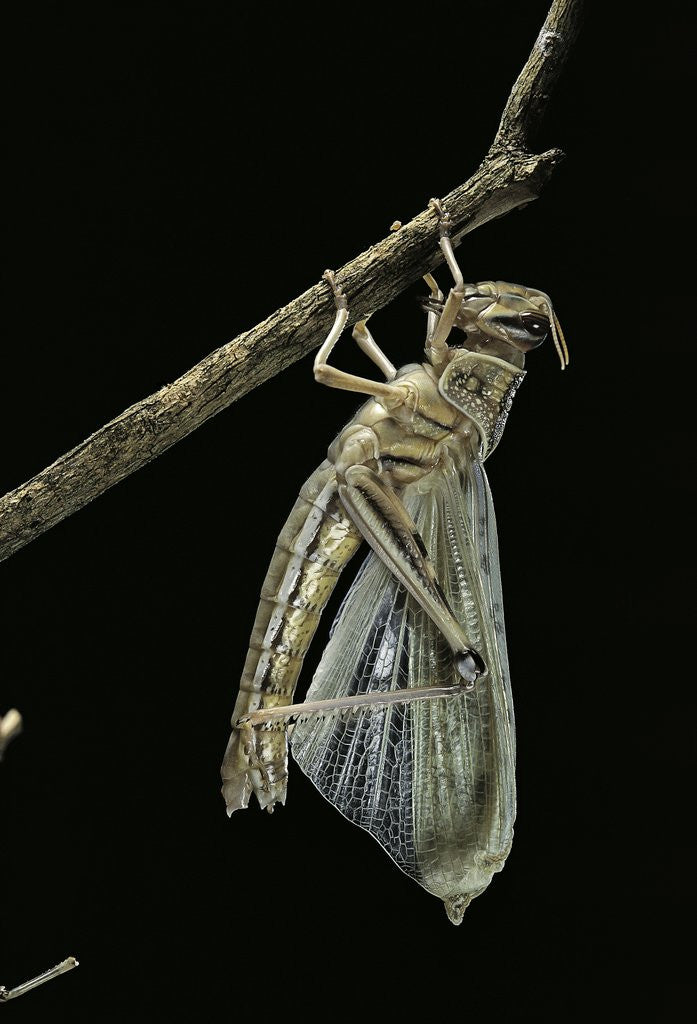 Detail of Schistocerca gregaria (desert locust) - emerging by Anonymous