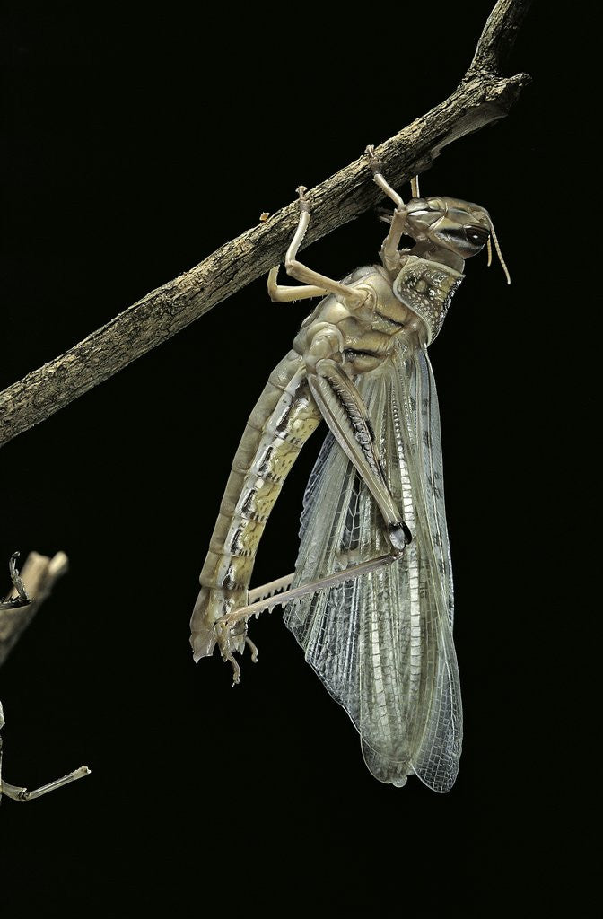 Detail of Schistocerca gregaria (desert locust) - emerging by Anonymous