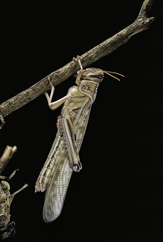 Detail of Schistocerca gregaria (desert locust) - emerging by Anonymous