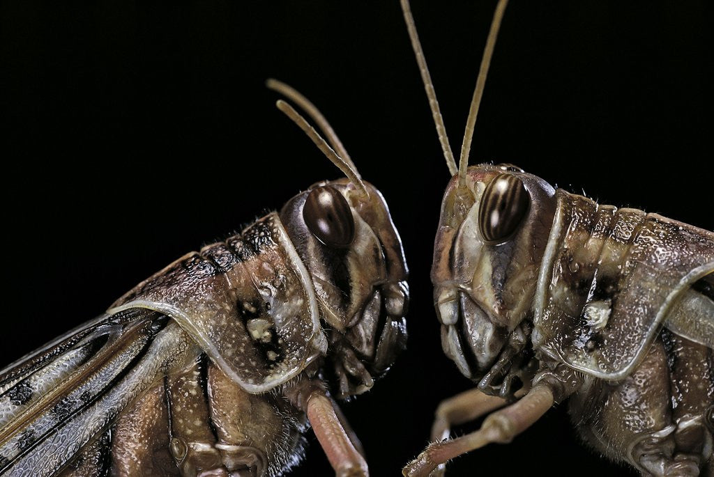 Detail of Schistocerca gregaria (desert locust) - portrait by Anonymous