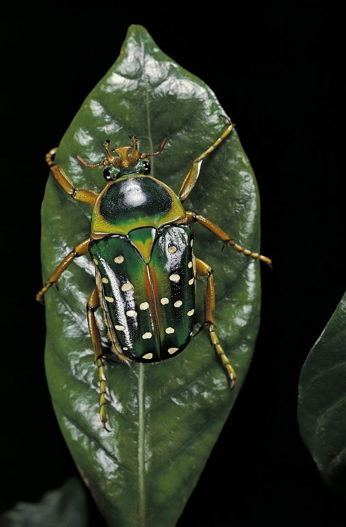 Detail of Stephanorrhina guttata (spotted flower beetle) by Anonymous