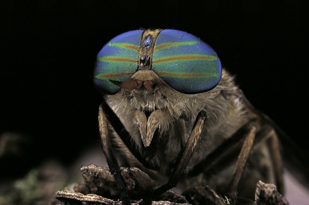 Detail of Tabanus bromius (small horse fly, band-eyed brown horsefly) - portrait by Anonymous