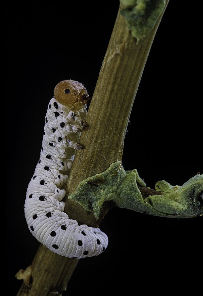 Detail of Tenthredo neobesa (common sawfly, tenthredinid sawfly) - larva by Anonymous
