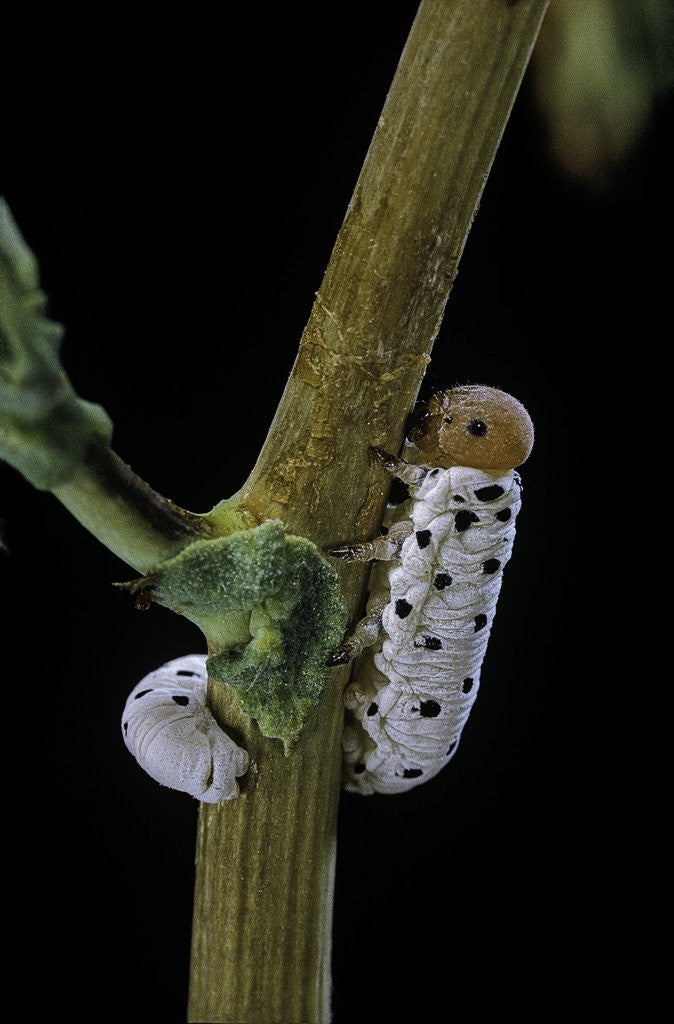 Detail of Tenthredo neobesa (common sawfly, tenthredinid sawfly) - larva by Anonymous
