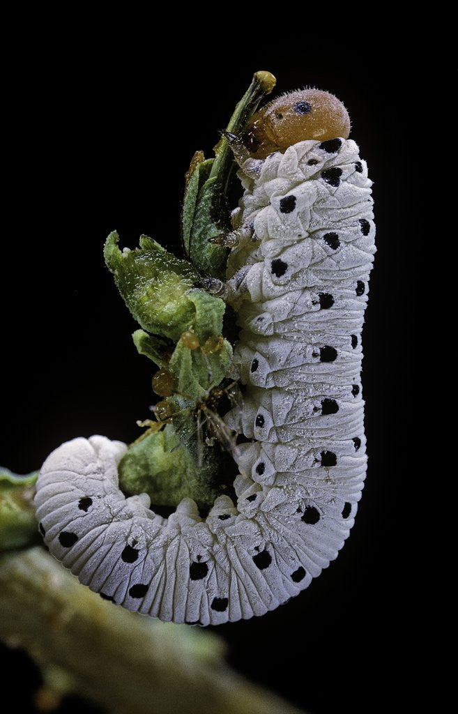Detail of Tenthredo neobesa (common sawfly, tenthredinid sawfly) - larva by Anonymous