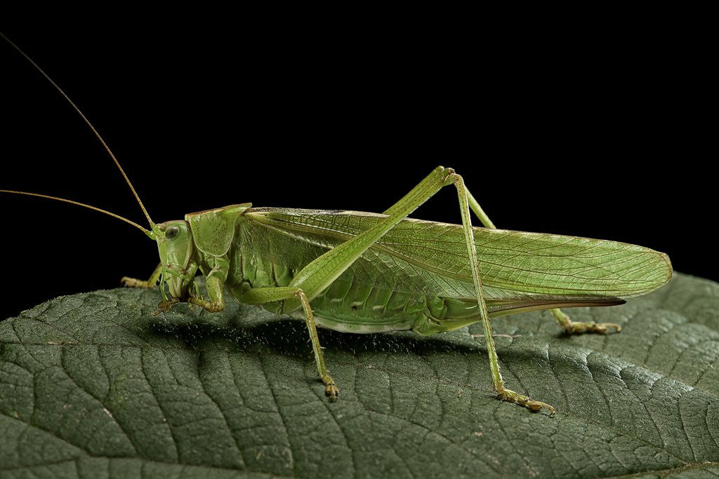 Detail of Tettigonia viridissima (great green bush-cricket) - female by Anonymous
