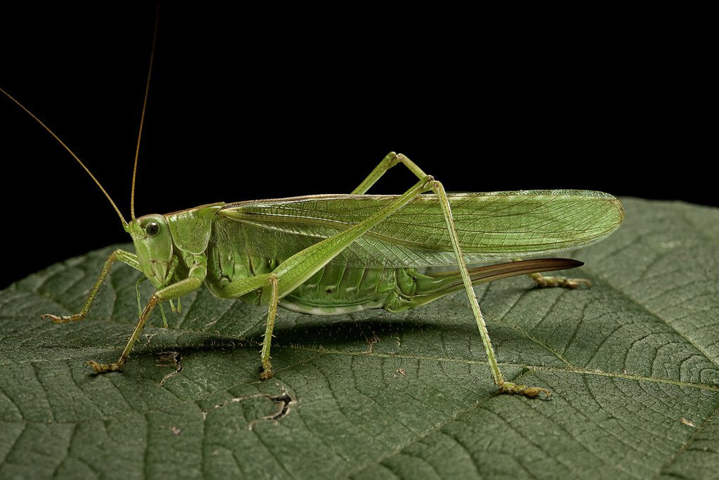 Detail of Tettigonia viridissima (great green bush-cricket) - female by Anonymous