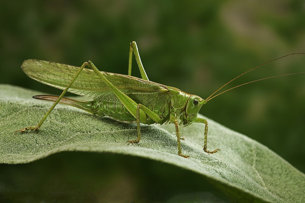 Detail of Tettigonia viridissima (great green bush-cricket) - female by Anonymous