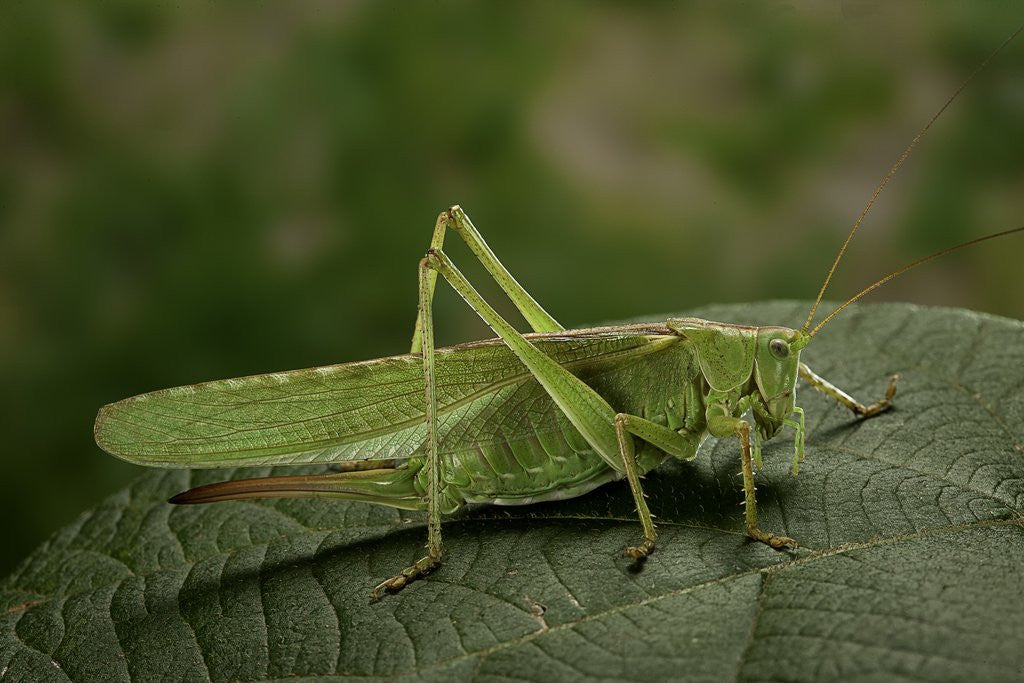 Detail of Tettigonia viridissima (great green bush-cricket) - female by Anonymous