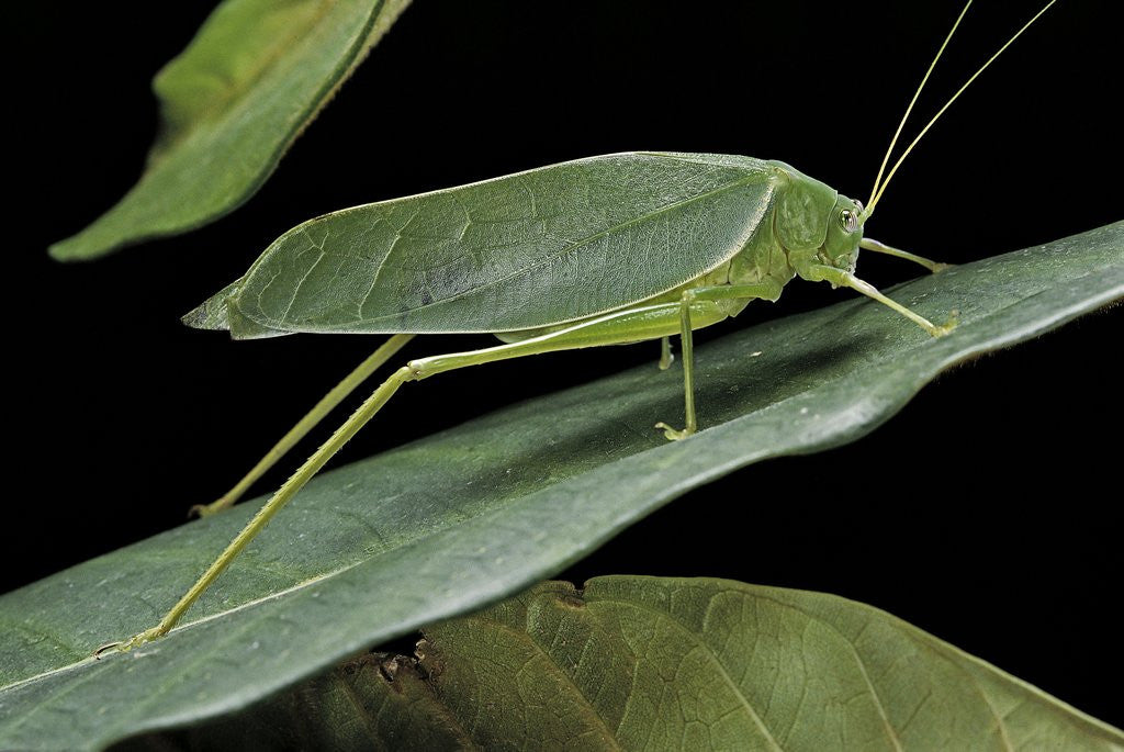 Detail of Katydid or bush-cricket or long-horned grasshopper by Anonymous