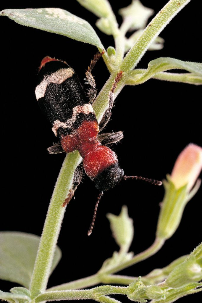 Detail of Thanasimus formicarius (ant beetle, european red-bellied clerid) by Anonymous