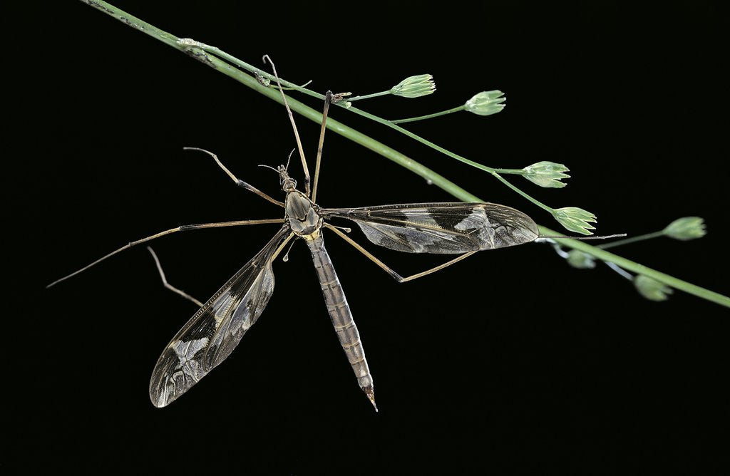 Detail of Tipula maxima (crane fly) by Anonymous