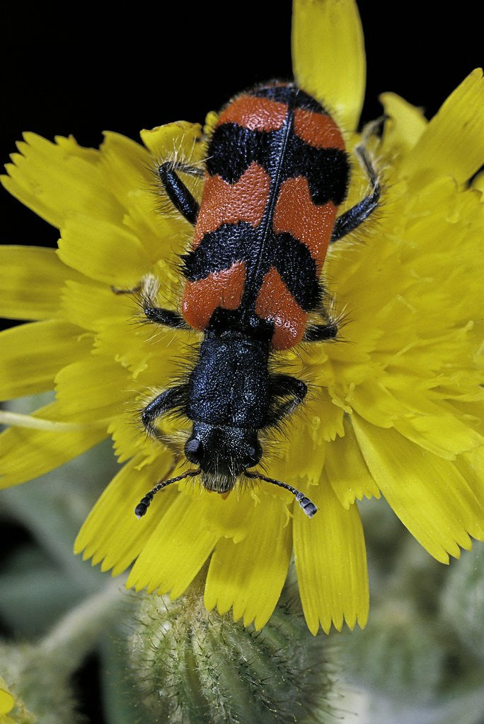 Detail of Trichodes alvearius (soldierbeetle, checkered beetle) by Anonymous