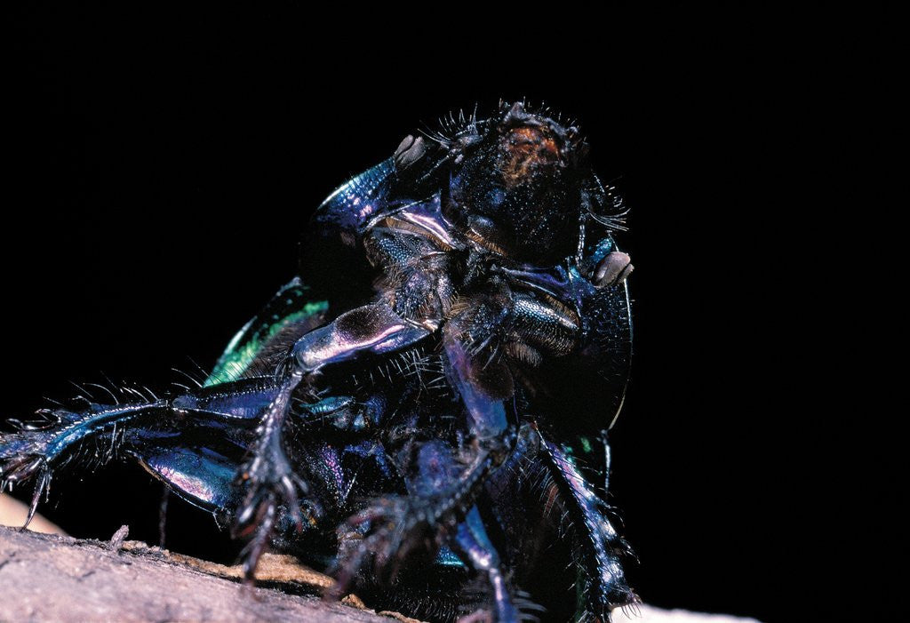 Detail of Trypocopris pyrenaeus (earth-boring dung beetle) by Anonymous