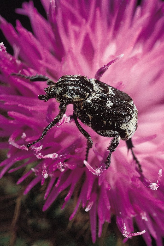Detail of Valgus hemipterus (flower beetle) by Anonymous