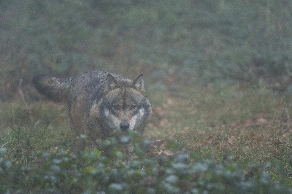 Detail of Gray wolf (Canis lupus), Bavarian Forest National Park. by Anonymous
