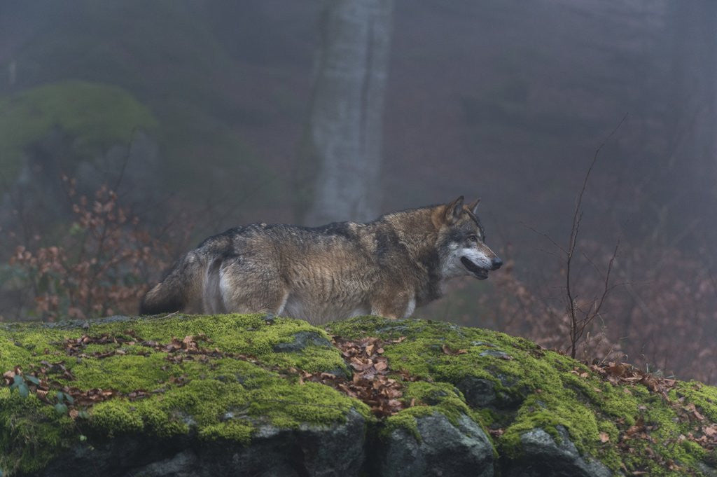 Detail of Gray wolf (Canis lupus), Bavarian Forest National Park. by Anonymous