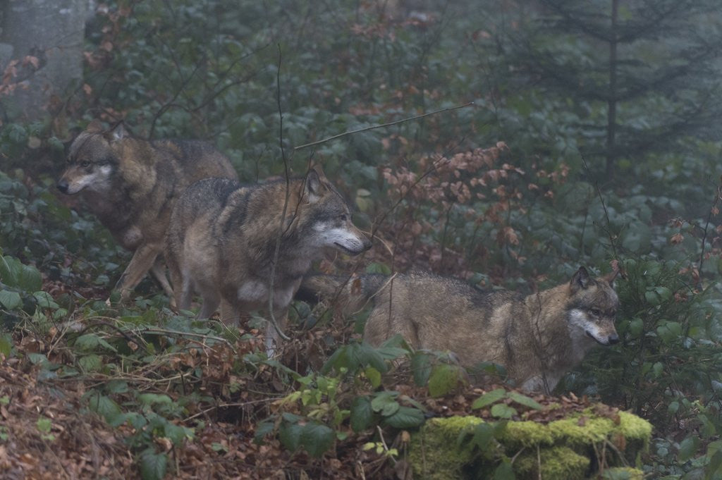 Detail of Gray wolves (Canis lupus), Bavarian Forest National Park. by Anonymous