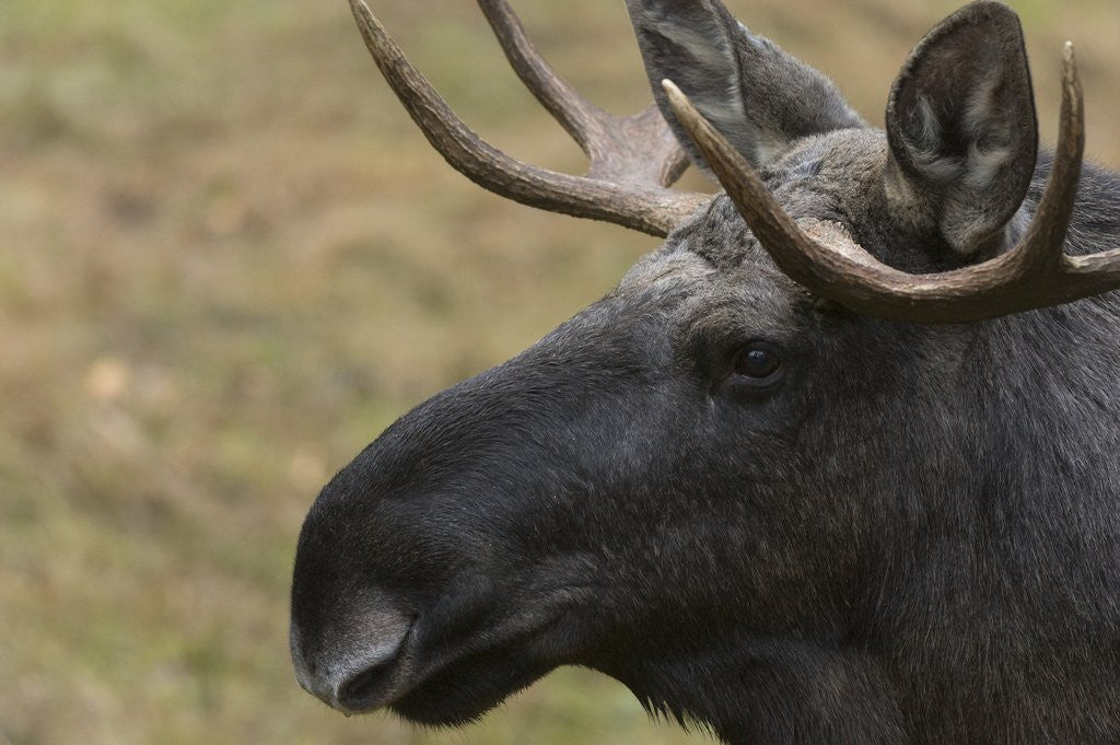 Detail of Eurasian elk (Alces alces), Bavarian Forest National Park. by Anonymous