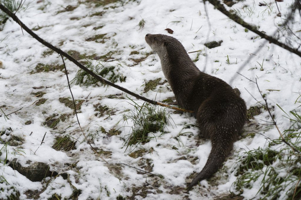 Detail of European otter (Lutra lutra), Bavarian Forest National Park. by Anonymous
