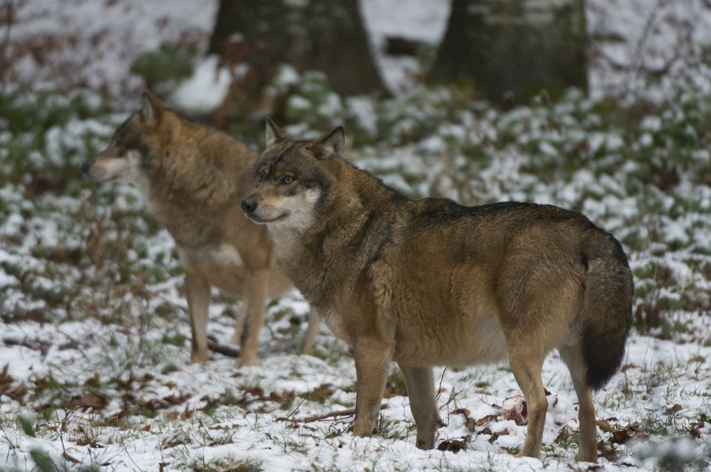 Detail of Gray wolves (Canis lupus), Bavarian Forest National Park. by Anonymous