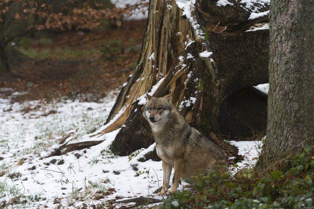 Detail of Gray wolf (Canis lupus), Bavarian Forest National Park. by Anonymous