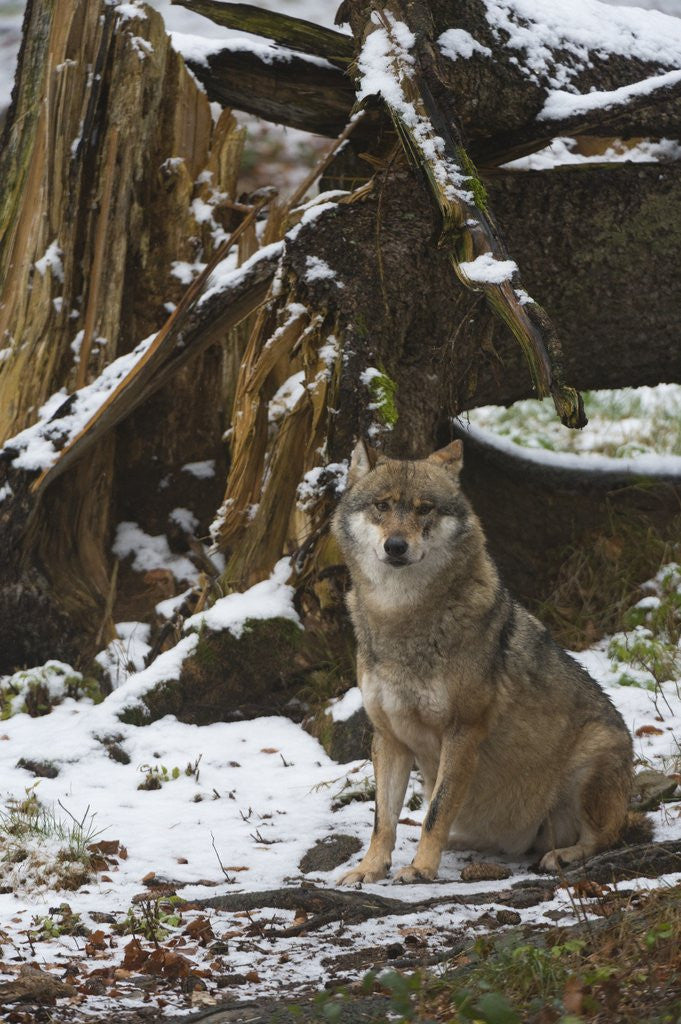 Detail of Gray wolf (Canis lupus), Bavarian Forest National Park. by Anonymous