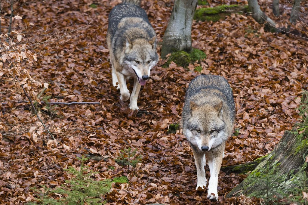 Detail of Gray wolves (Canis lupus), Bavarian Forest National Park. by Corbis