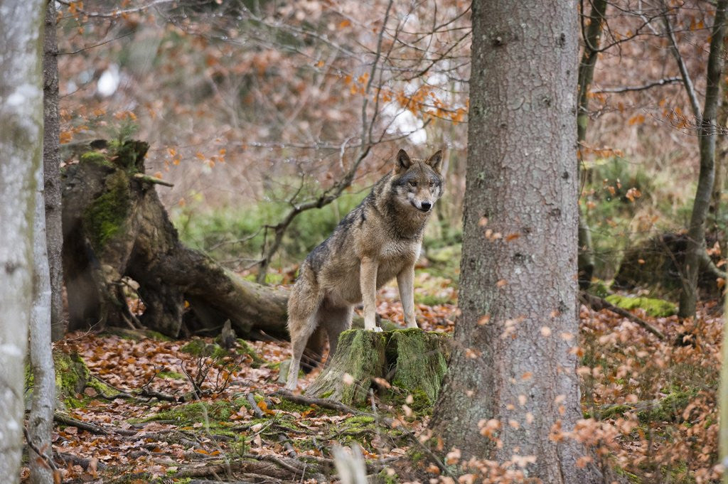 Detail of Gray wolf (Canis lupus), Bavarian Forest National Park. by Anonymous