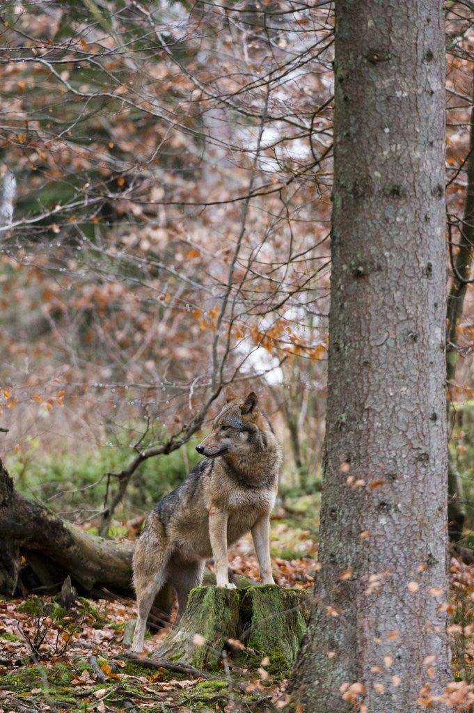 Detail of Gray wolf (Canis lupus), Bavarian Forest National Park. by Anonymous