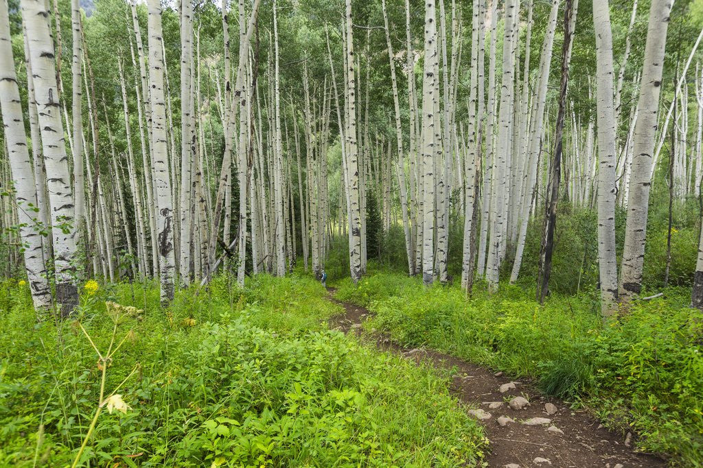 Detail of Hiking in the Aspen trees forest On the Trail to the American Lake. by Anonymous