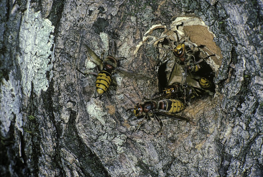 Detail of Vespa crabro (european hornet) - nest entrance in a tree trunk by Anonymous