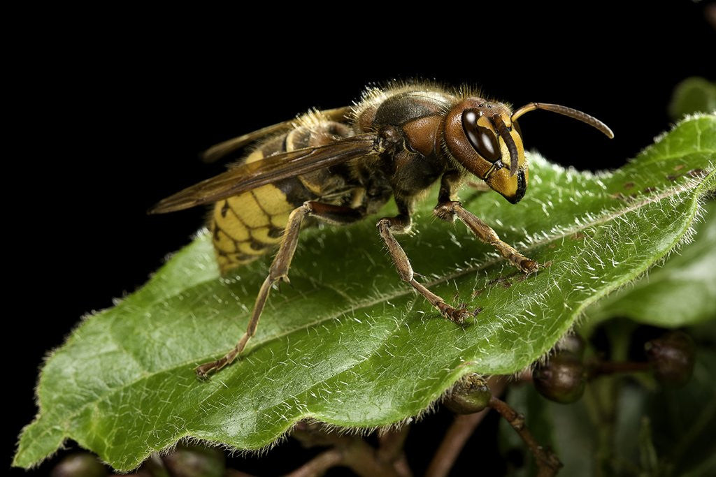 Detail of Vespa crabro (european hornet) by Anonymous