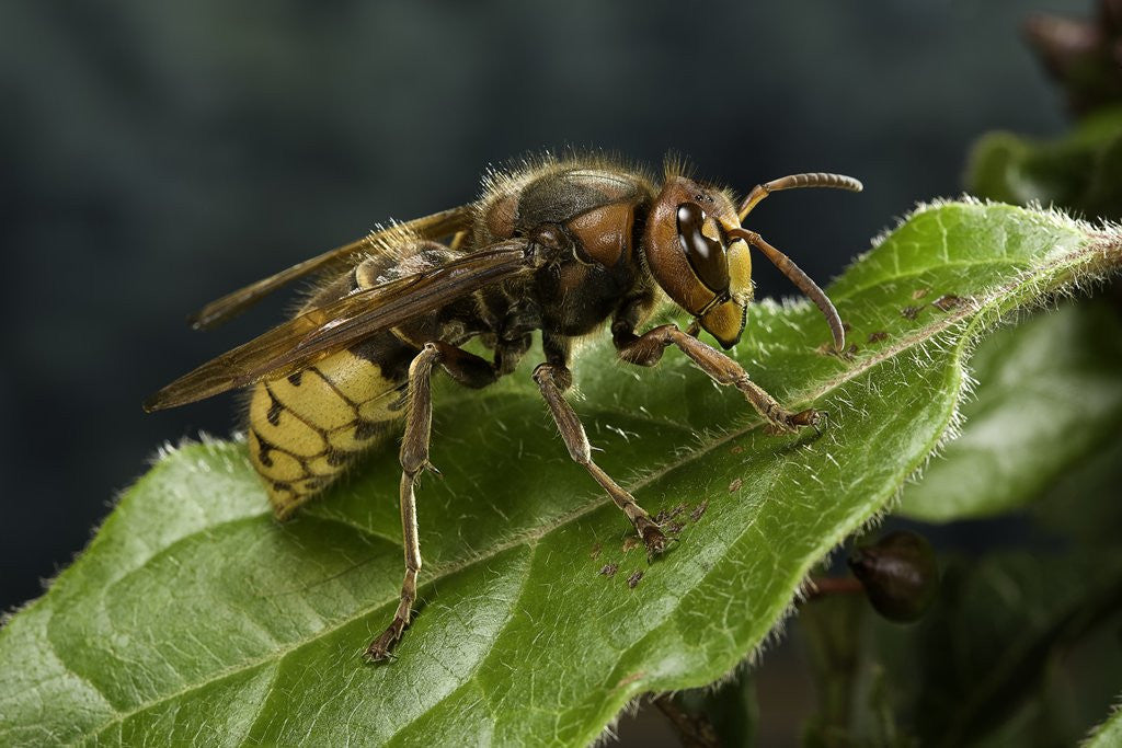 Detail of Vespa crabro (european hornet) by Anonymous