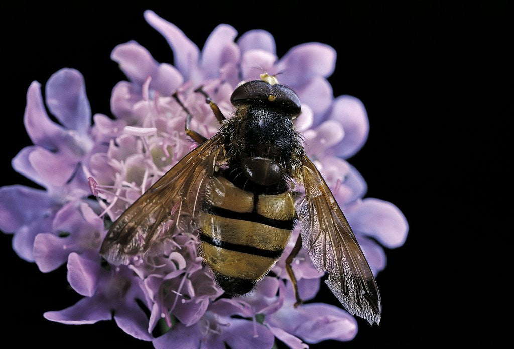 Detail of Volucella inanis (lesser hornet hoverfly) by Anonymous