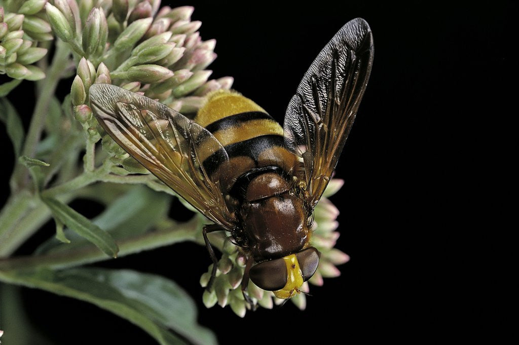 Detail of Volucella zonaria (hornet mimic hoverfly) by Anonymous