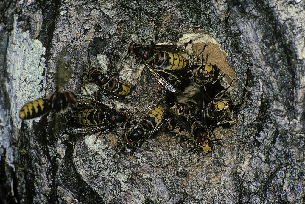 Detail of Vespa crabro (european hornet) - nest entrance in a tree trunk by Corbis