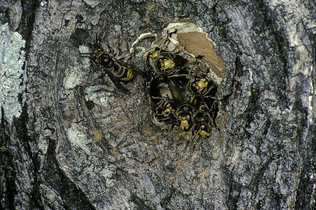 Detail of Vespa crabro (european hornet) - nest entrance in a tree trunk by Anonymous