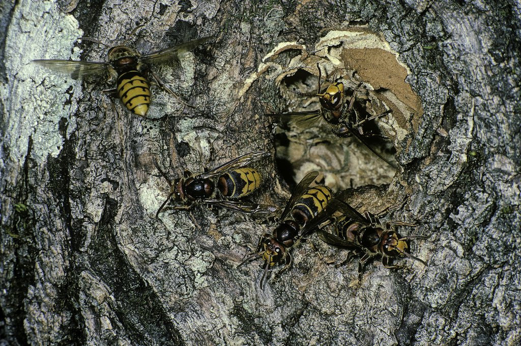 Detail of Vespa crabro (european hornet) - nest entrance in a tree trunk by Anonymous