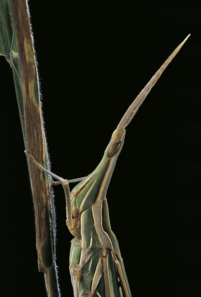 Detail of Xenotruxalis fenestrata (short-horned grasshopper) - portrait by Anonymous