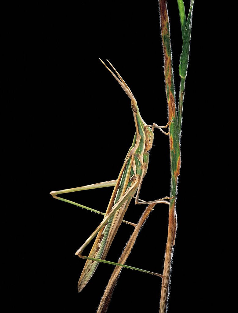Detail of Xenotruxalis fenestrata (short-horned grasshopper) by Anonymous
