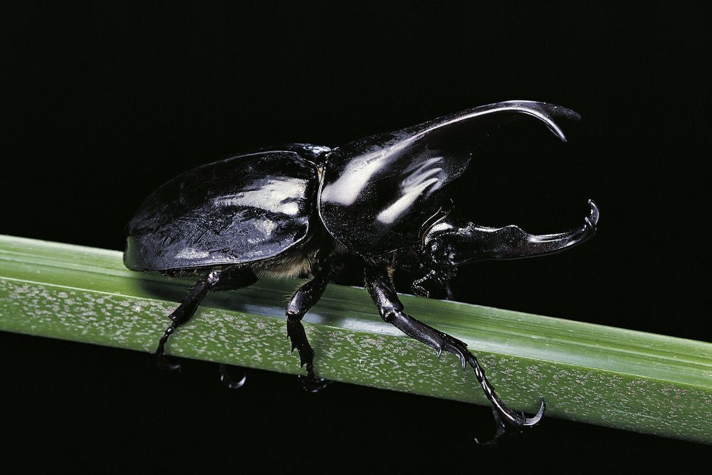 Detail of Xylotrupes gideon (siamese rhinoceros beetle, fighting beetle) - male by Anonymous