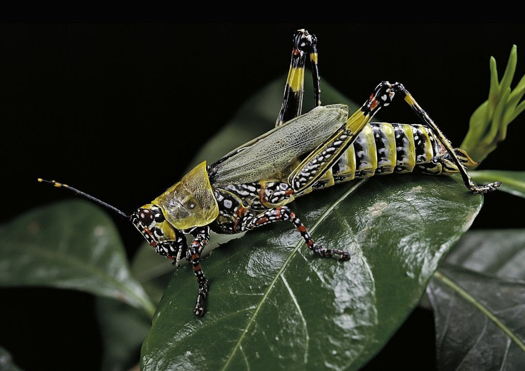 Detail of Zonocerus variegatus (elegant grasshopper, gaudy grasshopper, variegated grasshopper) by Anonymous