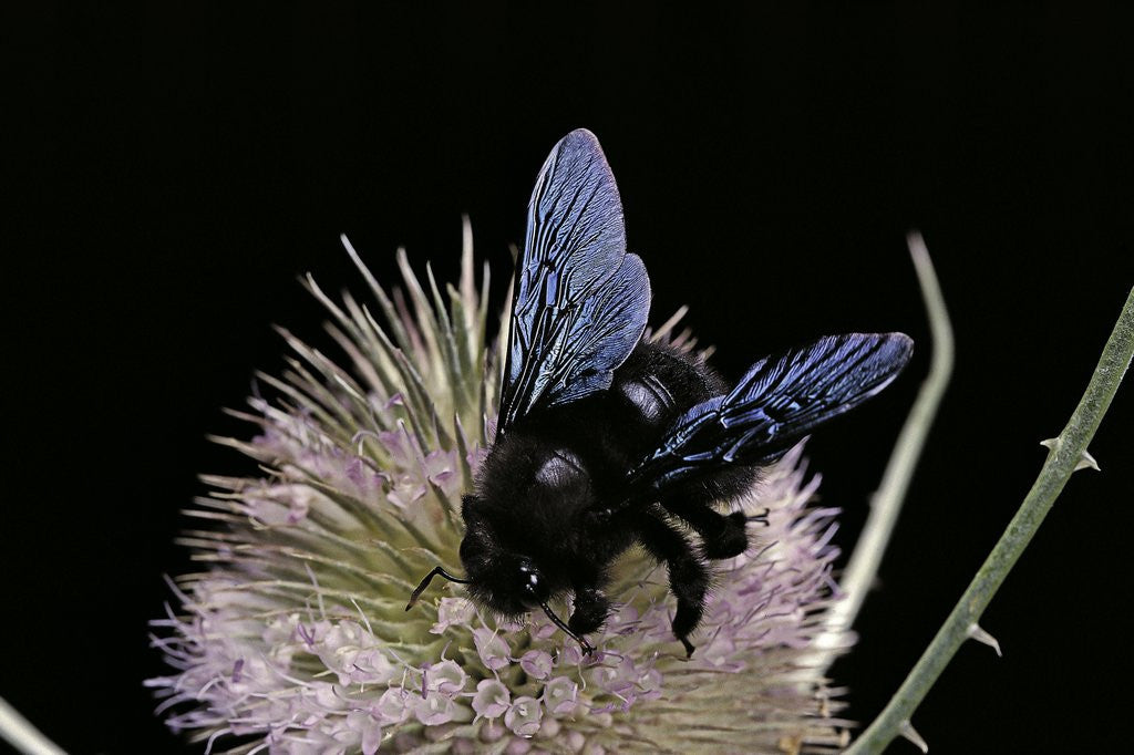 Detail of Xylocopa violacea (violet carpenter bee) by Anonymous