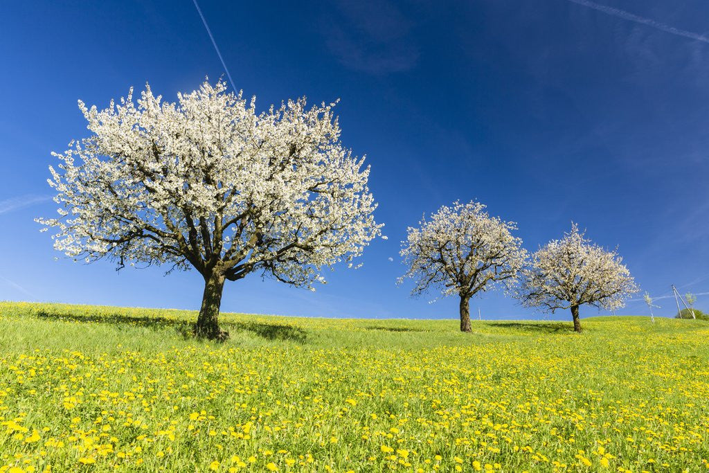 Detail of Blooming cherry trees on a meadow by Corbis